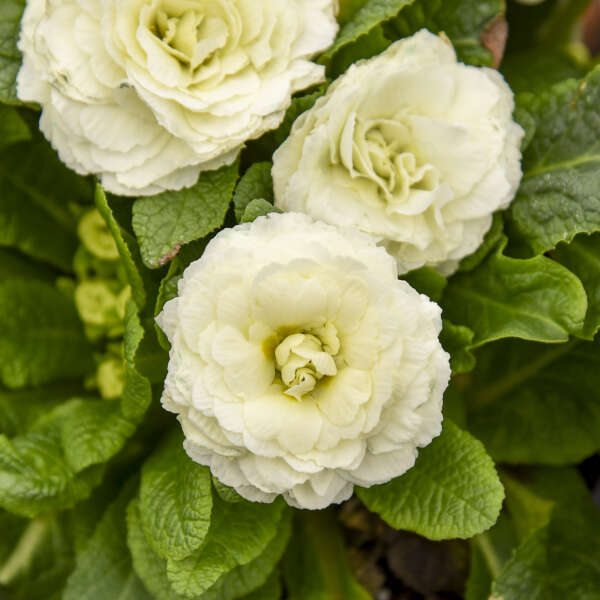 Primula 'Spearmint' Primrose