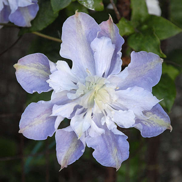 Clematis 'Veronica's Choice' Clematis
