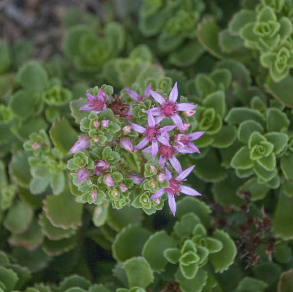 Sedum 'Summer Glory' Two-row Stonecrop