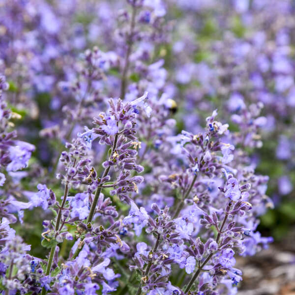 Nepeta 'Catwalk Queen' Catmint