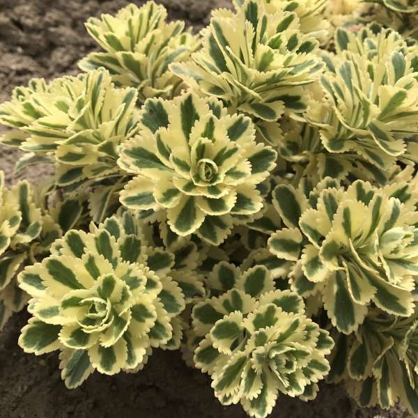 Sedum ATLANTIS® Stonecrop