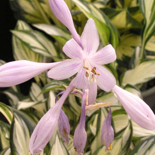 Hosta 'Fireworks' Hosta