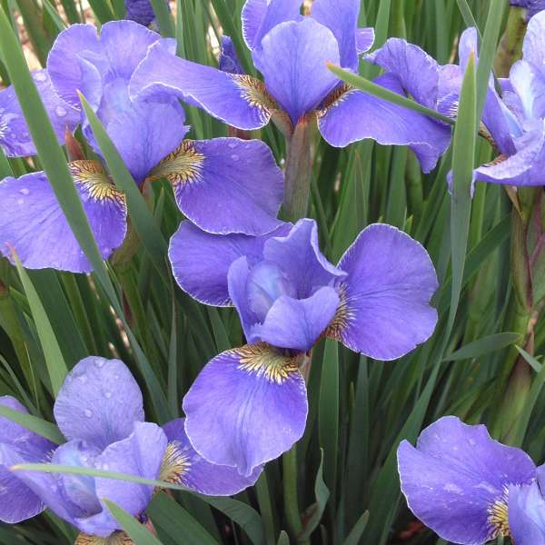 Iris 'Silver Edge' Siberian Iris