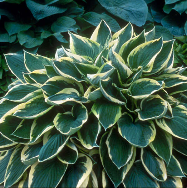 Hosta 'Sundance' Hosta