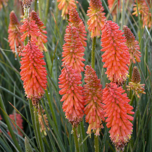 Kniphofia 'Poker Face' Red Hot Poker