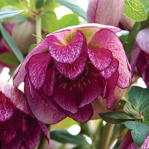 Helleborus 'Peppermint Ice' Lenten Rose