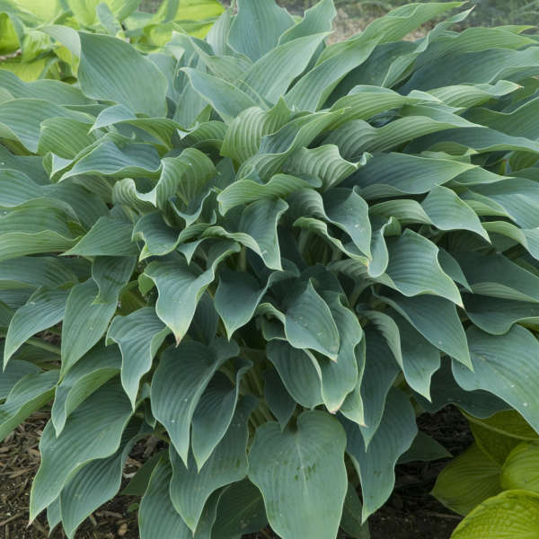 Hosta 'Yankee Blue' Hosta