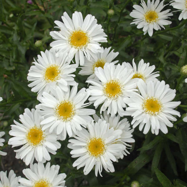 Leucanthemum 'Highland White Dream' Shasta Daisy
