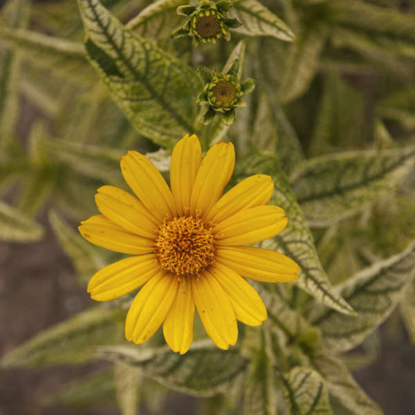 Heliopsis 'Sunburst' False Sunflower