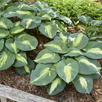 Hosta 'Hudson Bay'