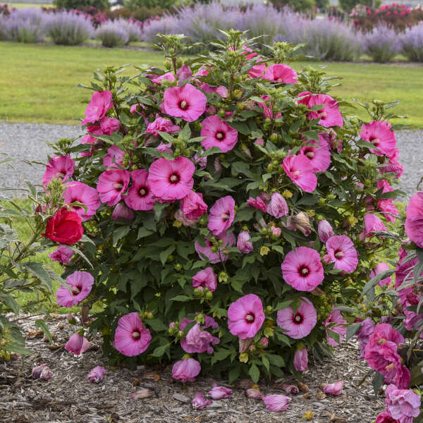Hibiscus 'Candy Crush' Rose Mallow