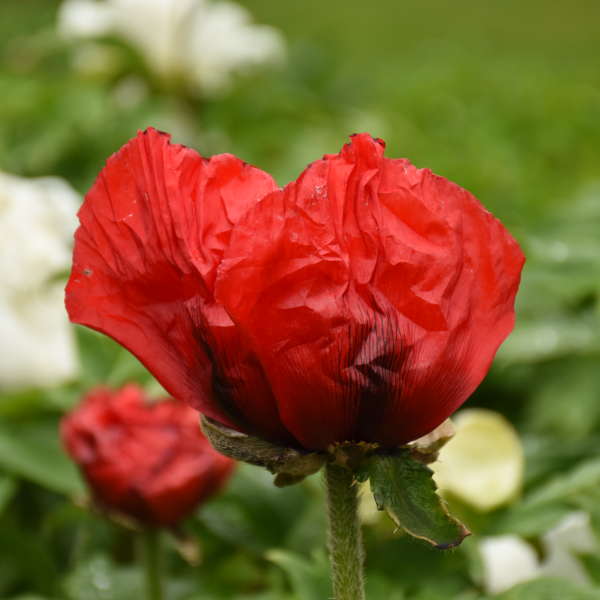 Papaver 'Beauty of Livermere' Oriental Poppy