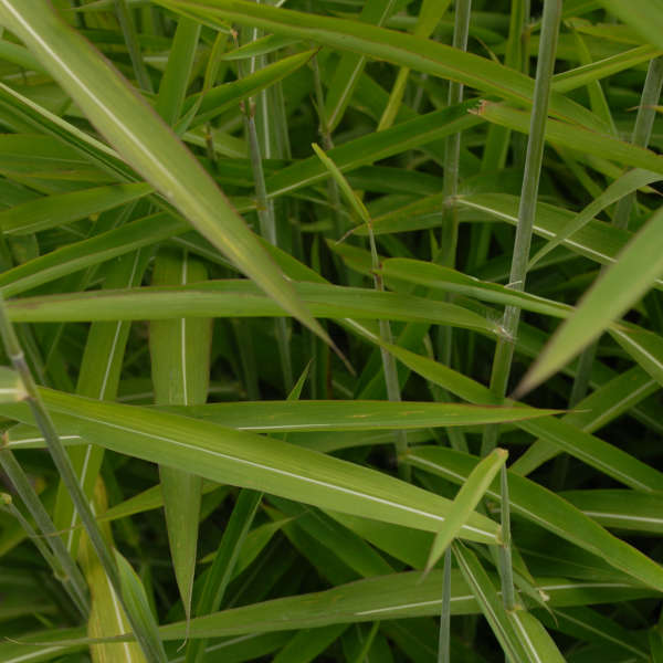 Spodiopogon sibiricus Frost Grass