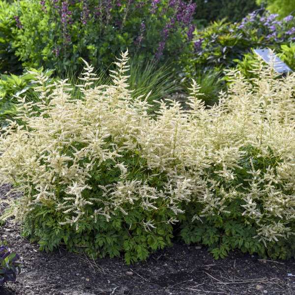 Aruncus 'Goatee' Goat's Beard