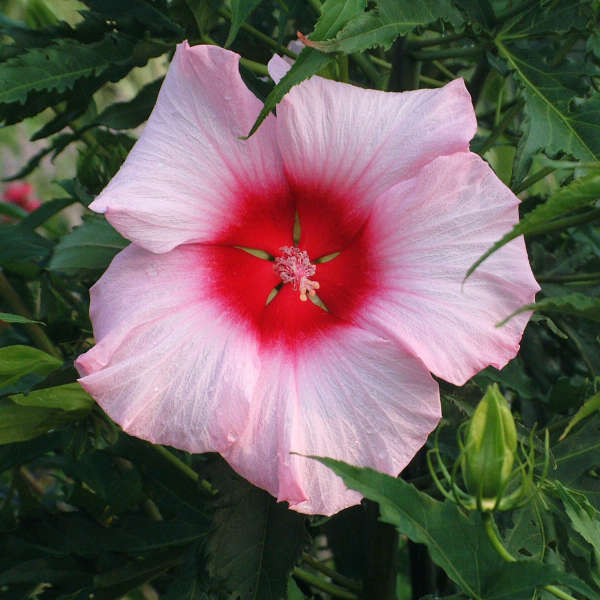 Hibiscus 'Lady Baltimore' Rose Mallow