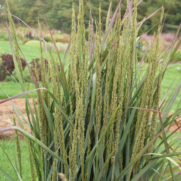 Panicum 'Blue Spear' Switch Grass