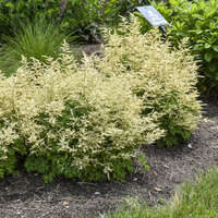 Aruncus 'Goatee'