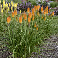 Kniphofia 'Mango Mimosa'