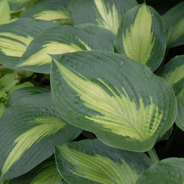 Hosta 'Lakeside Shore Master' Hosta