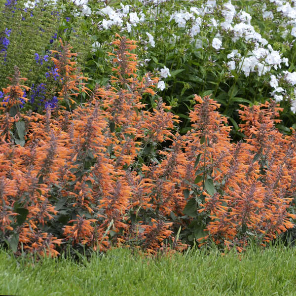 Agastache 'Apricot Sprite' Anise Hyssop