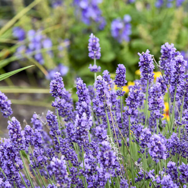 Lavandula 'Summer Serenade' Lavender