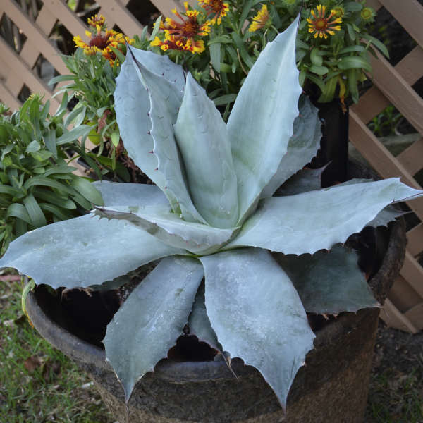 Agave 'Frosty Blue' Agave