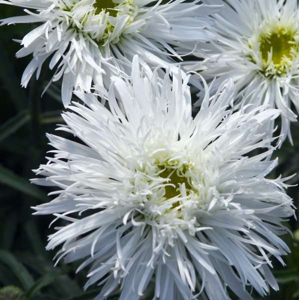 Leucanthemum 'Aglaia' Shasta Daisy