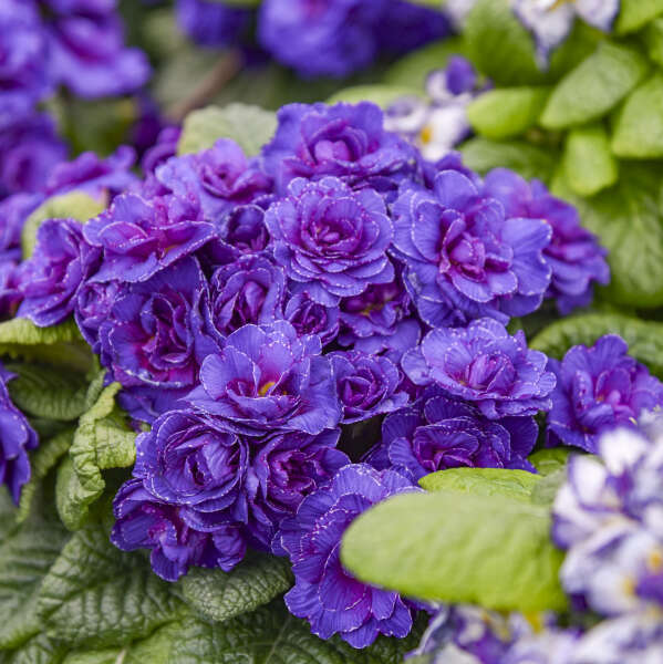 Primula 'Violetta' Primrose