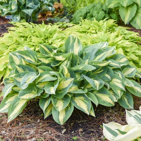 Hosta 'High Society' Hosta