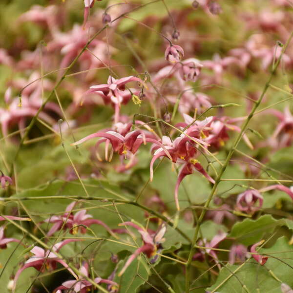 Epimedium 'Hugs and Kisses' Barrenwort