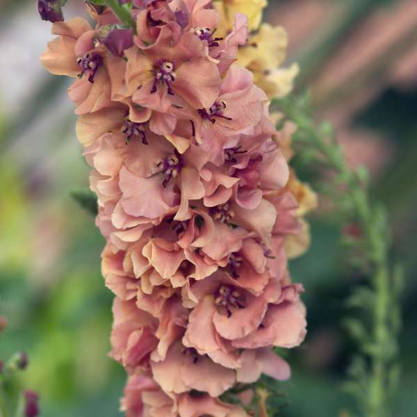 Verbascum 'Caribbean Crush' Mullein