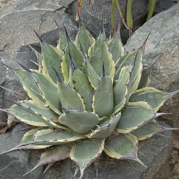 Agave 'Cream Spike' Agave