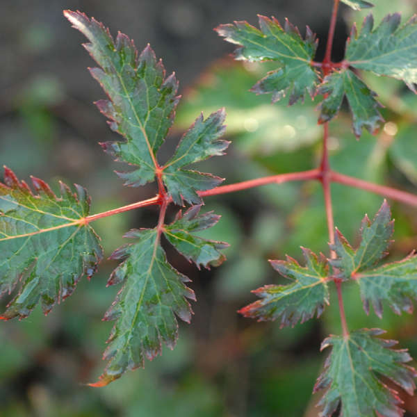 Astilbe 'Key Biscayne' Astilbe