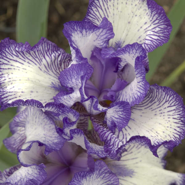 Iris 'Autumn Circus' Tall Bearded Iris