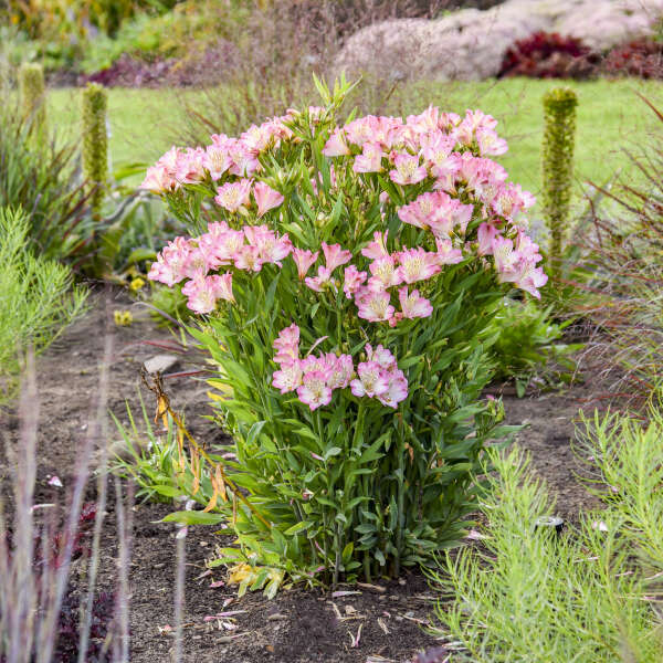 Alstroemeria Summer Break Peruvian Lily