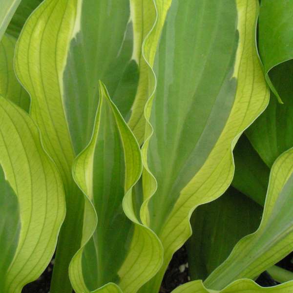 Hosta 'Hanky Panky' Hosta