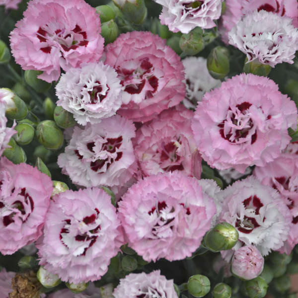 Dianthus 'Appleblossom Burst' Pinks