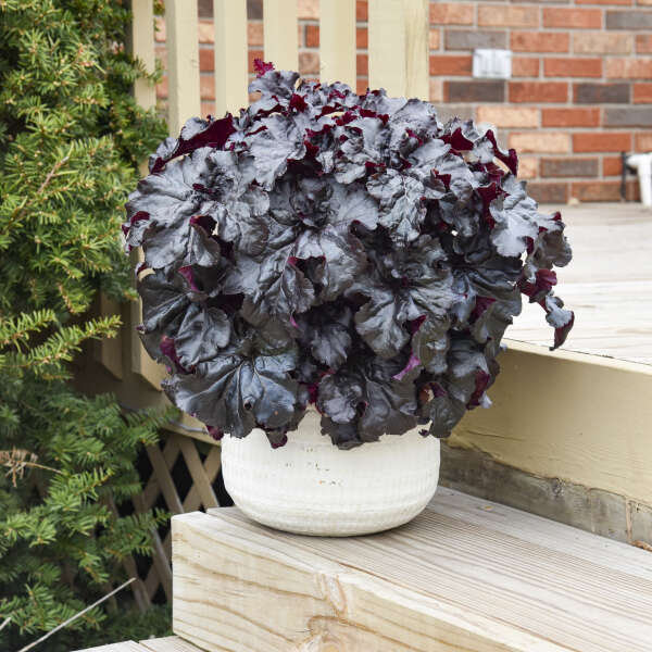 Heuchera 'Evening Gown' Coral Bells