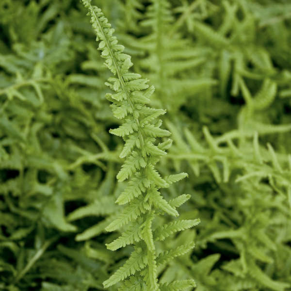 Athyrium filix-femina Rotstiel