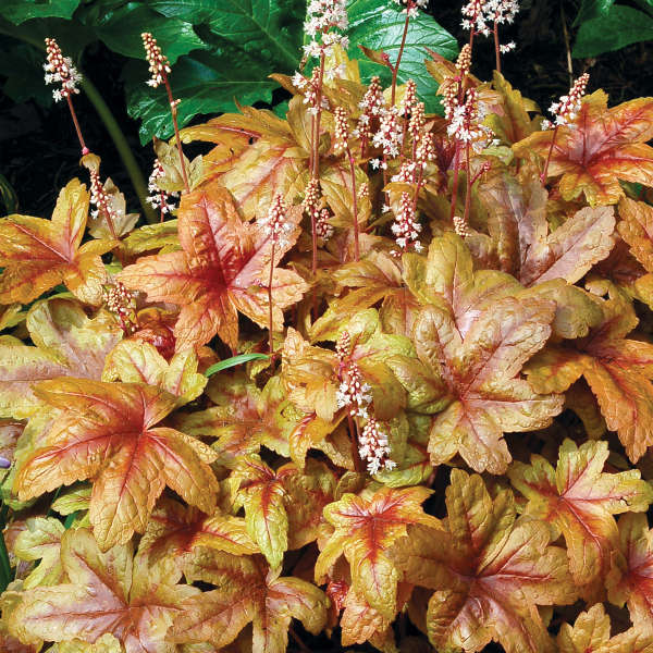 Heucherella 'Brass Lantern' Foamy Bells