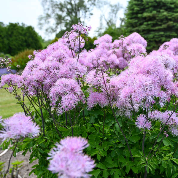 Thalictrum 'Cotton Candy' Meadow Rue