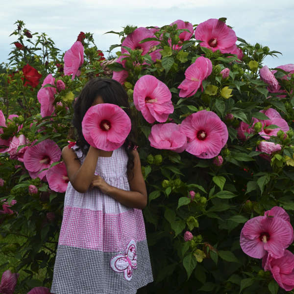 Hibiscus 'Pink Crush' Rose Mallow