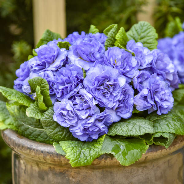 Primula 'Watercolour Blue' Primrose
