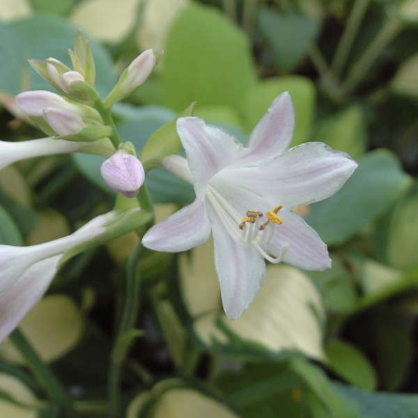 Hosta 'Fragrant Blue' Hosta