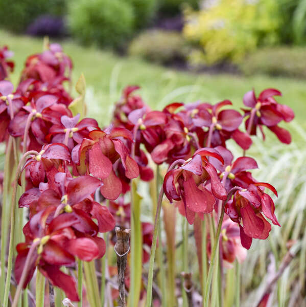 Sarracenia 'Conversation Piece' Pitcher Plant