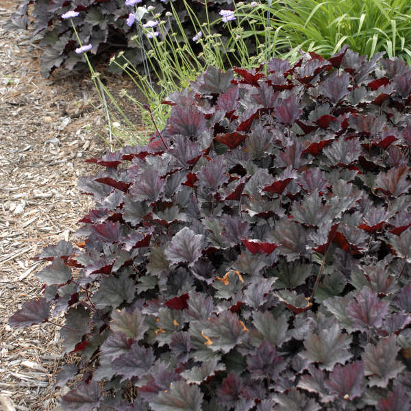 Heuchera 'Frosted Violet' Coral Bells