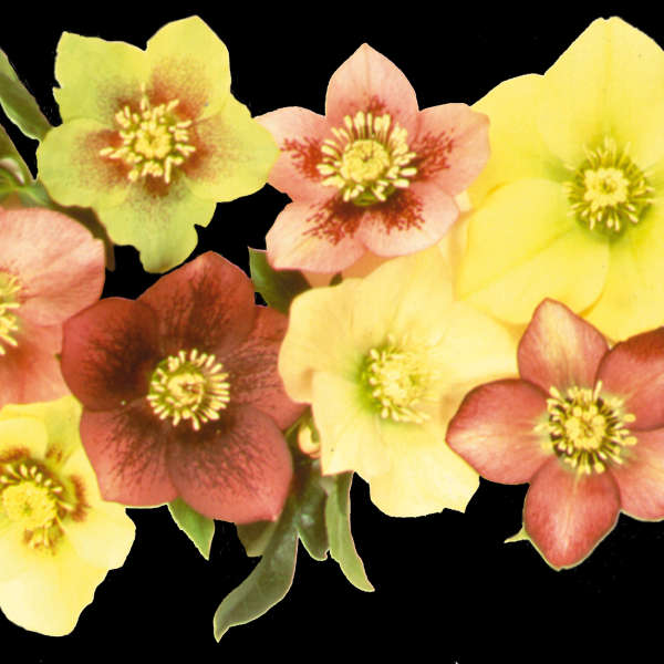 Helleborus 'Sunshine Strain' Lenten Rose