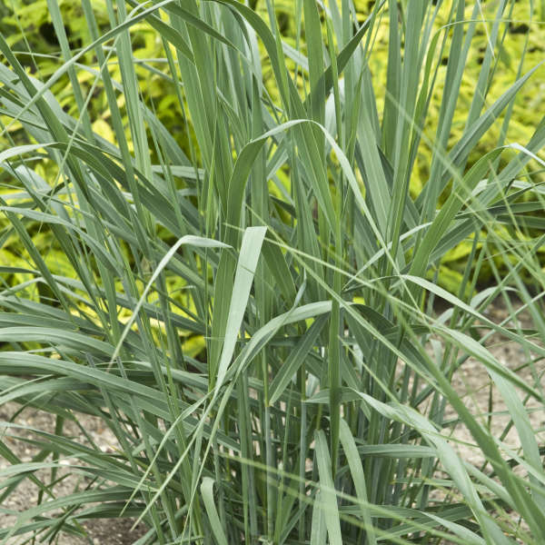 Panicum 'Dewey Blue' Bitter Switch Grass