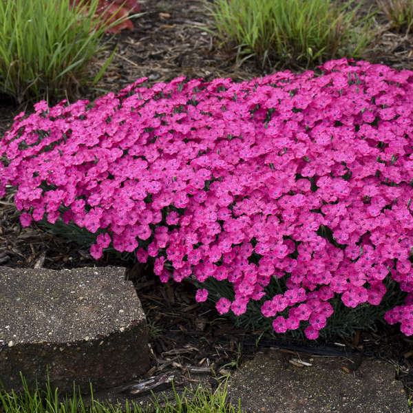 Dianthus 'Paint the Town Magenta' Pinks
