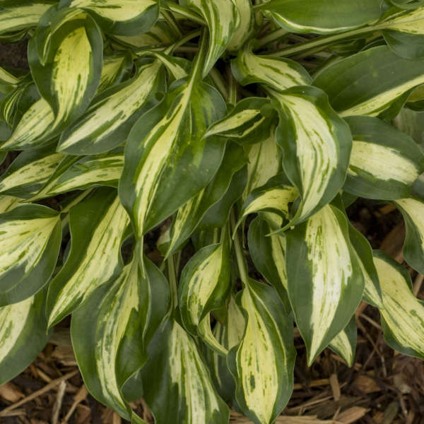 Hosta 'Dixie Chickadee' Hosta